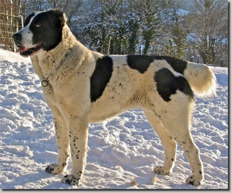 HundeDari01